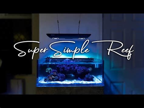 Setting Up Saltwater Aquariums Beginners