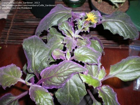 Plantfiles Pictures Gynura Purple Passion Vine Purple Velvet Plant Trailing Purple Passion