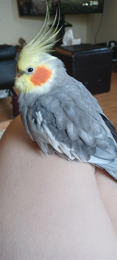 I Love My Floof Ball So Much 🥺🥺 Rparrots