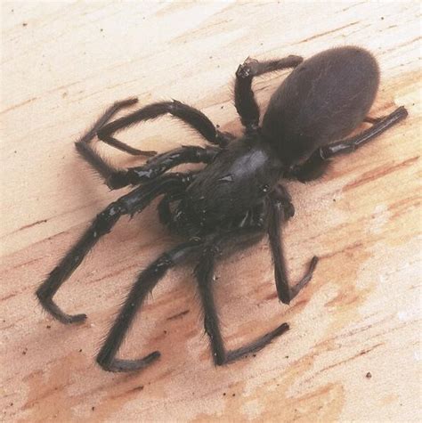 Tube web spider? UK by a wall : r/spiders