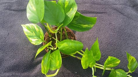 Como Cuidar Da Jib Ia Epipremnum Aureum Plantasonya O Seu Blog