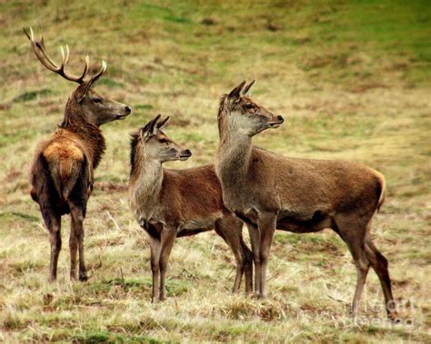 Wildlife Three Red Deer Photograph By Linsey Williams Pixels