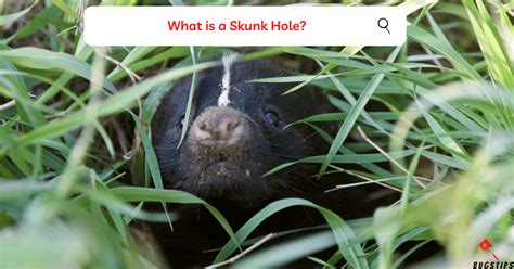 Skunk Holes | The Comprehensive Guide - BugsTips