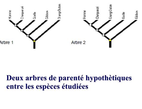 arenysamsvt parenté