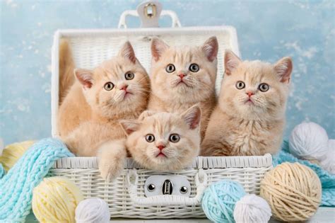 10 Fun Facts About Cream Colored Cats And Cream Tabby Cats