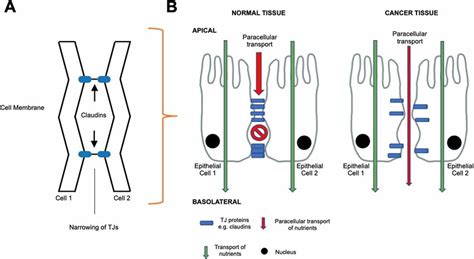 A Schematic View Of The Claudins In The Tj The Claudins Are Located At