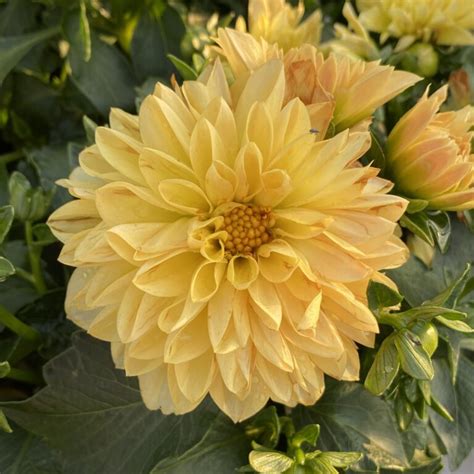 Dalina® Grande Romero Dahlia Garden Crossings