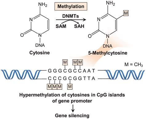 DNMTs Catalyse The Transfer Of A Methyl Group From The Methyl Donor