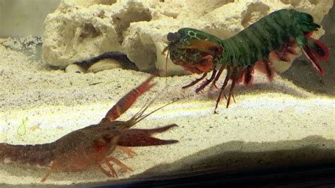 Peacock Mantis Shrimp Fun Facts Science Facts