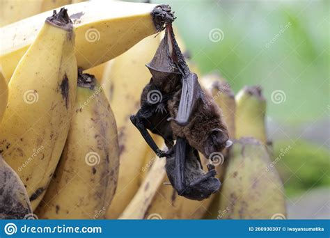 A Mother Microchiroptera Bat is Eating a Banana while Nursing Her Two ...