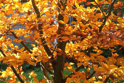 Copper Beech Tree