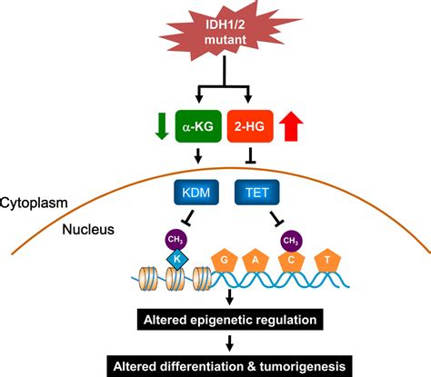idh  idh mutations  tumorigenesis mechanistic insights