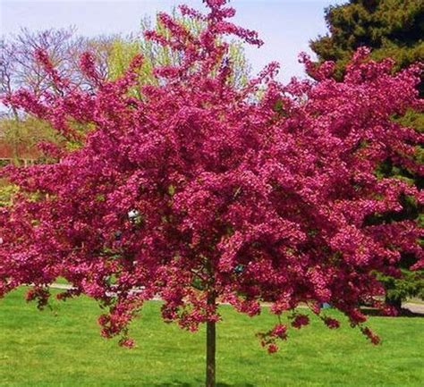 Viekšnių Medelynas - „Paul Scarlet“