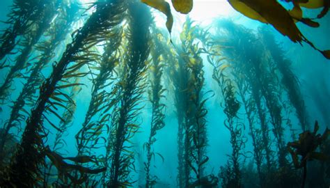 How Kelp Forests Enhance Biodiversity And Fight Climate Change