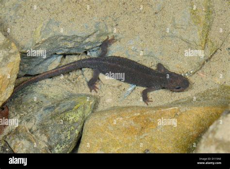 Salamandra pirenaica calotriton asper fotografías e imágenes de alta