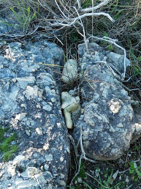 Saffron Milkcap From Buffalo Ridge Greyton 7233 South Africa On June