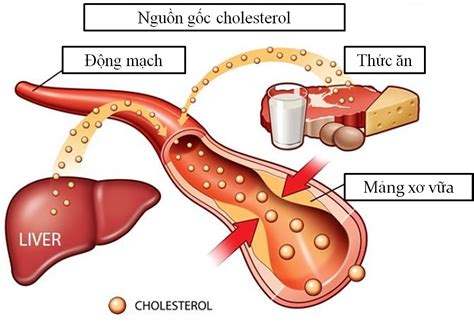 Y N R I Lo N Chuy N Ho Lipid Th H N H P I Th O Ng Nam Y