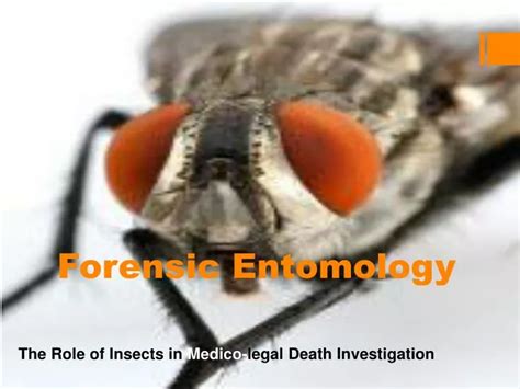 Ppt Forensic Entomology Powerpoint Presentation Free Download Id 1443387