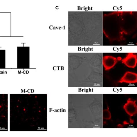 Internalization Pathway A B Cellular Uptake Of Cy Labeled Bnrs In