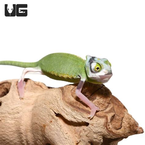 9 11 Inch High White Translucent Veiled Chameleons For Sale