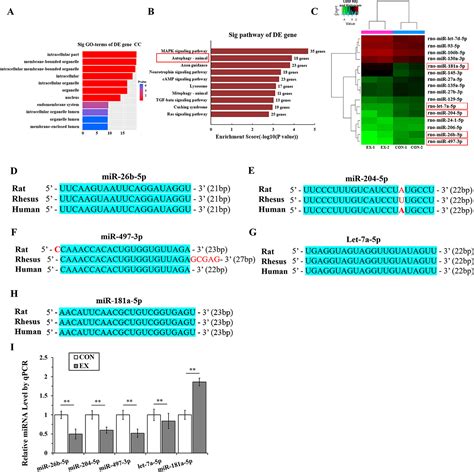 Frontiers Downregulation Of MiR 26b 5p MiR 204 5p And MiR 497 3p