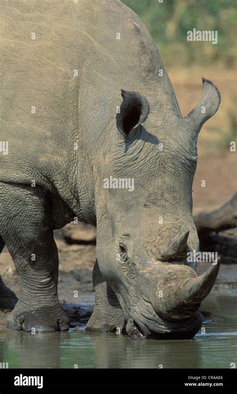 Nashorn arten -Fotos und -Bildmaterial in hoher Auflösung – Alamy