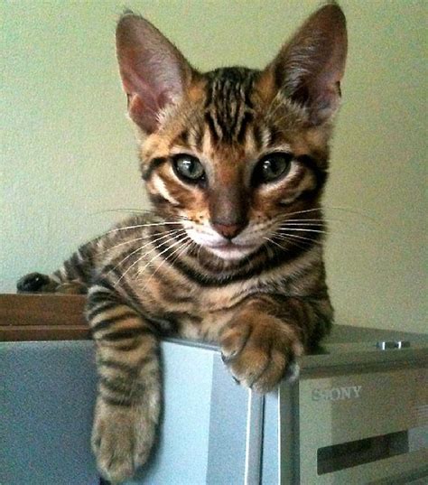 Pin by Robert Nival on Cats | Toyger kitten, Kittens, Cute cats