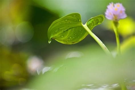 Free Picture Flora Leaf Lotus Horticulture Environment Water