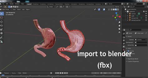 Stomach And Stomach Section Anatomy 3d Turbosquid 2042206