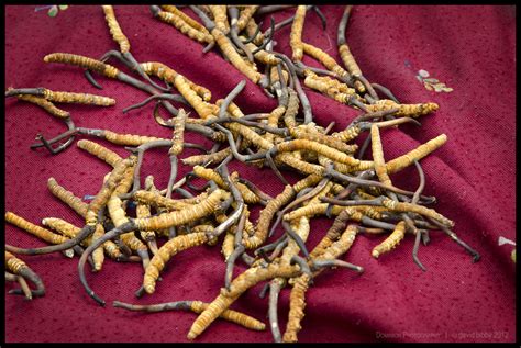 Yartsa Gunbu (Cordyceps sinensis) by Dominion-Photography on DeviantArt