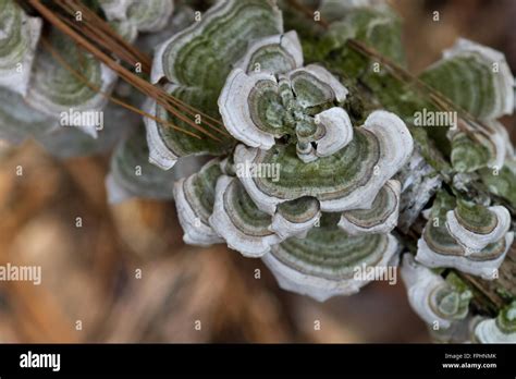 Decaying Fungi Hi Res Stock Photography And Images Alamy