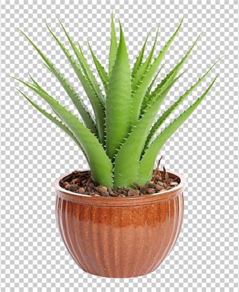 Aloe Vera Em Pote Isolado Em Fundo Transparente PSD Premium