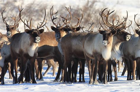 Group Combo Tour Husky Reindeers From Levi Easy Travel Holidays In