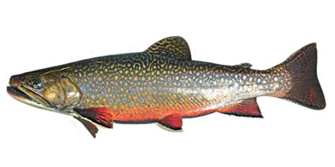 Brook Trout Fishing Planet Wiki