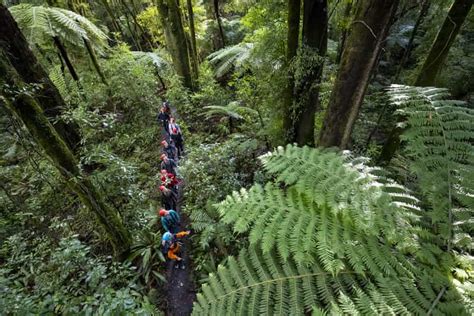 Rotorua: Guided Zipline Adventure Tour with Photos | GetYourGuide