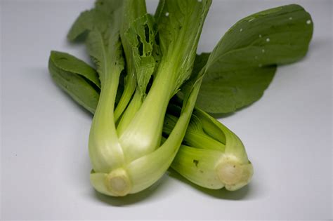 Dwarf Cabbage On Behance