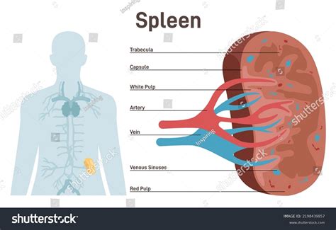 Spleen Cross Section Structure Lymphatic Immune Stock Vector Royalty