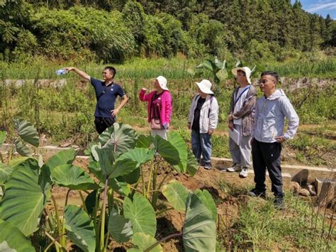 【社会实践专题】走近建瓯田间地头，助力槟榔芋病虫害防治——记我院赴建瓯市“三下乡”实践队