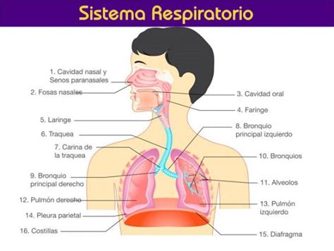 Mapa Sistema Respirat Rio