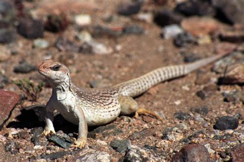 Desert Iguanas The Life Of Animals