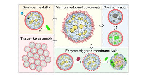 Plant Cell Inspired Membranization Of Coacervate Protocells With A