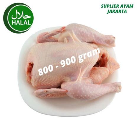 Jual Daging Ayam Potong 4 Broiler Negri Fresh Segar Utuh Karkas 1 Ekor