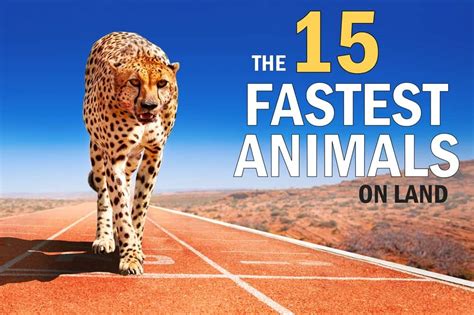 The 15 Fastest Animals In The World On Land Ultimate Kilimanjaro