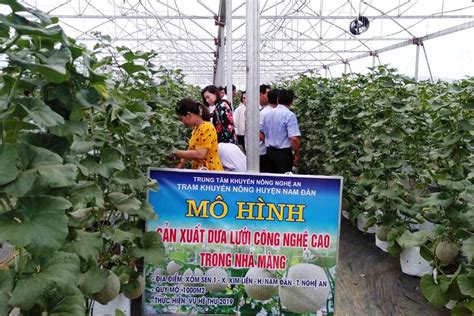 Tổng hợp 95 hình về mô hình dưa lưới nhà lưới NEC