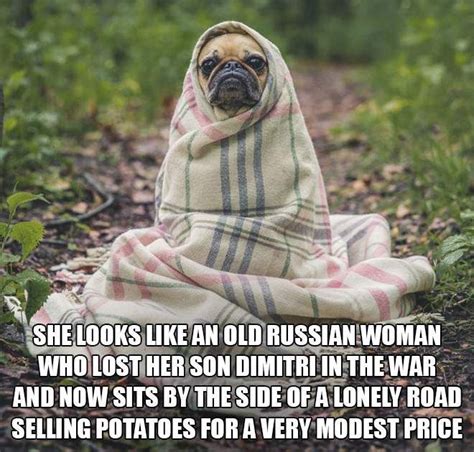 Babushka Dogs That Look Like Old Russian Ladies Cute Stories Funny