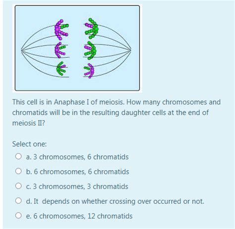 Solved This cell is in Anaphase I of meiosis. How many | Chegg.com