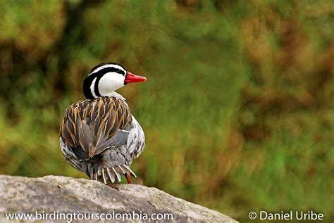 Central Andes Endemics (10 days). - Birding Tours Colombia