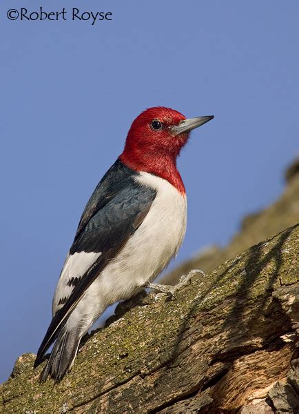 Red Headed Woodpecker