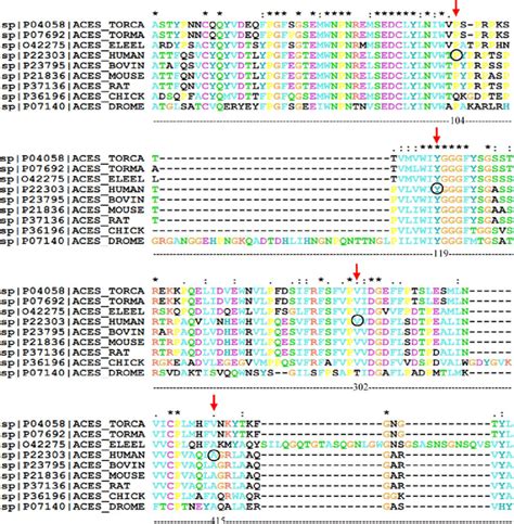 Multiple Sequence Alignment Showing Level Of Conservation Of Ache Amino