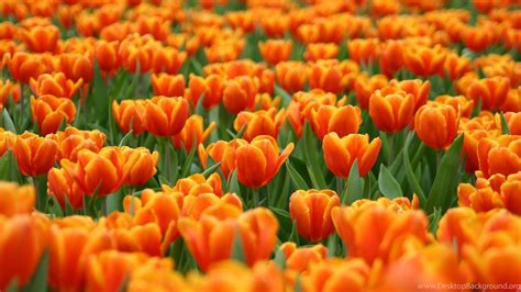 Orange Tulips HD Wallpapers - Top Free Orange Tulips HD Backgrounds - WallpaperAccess